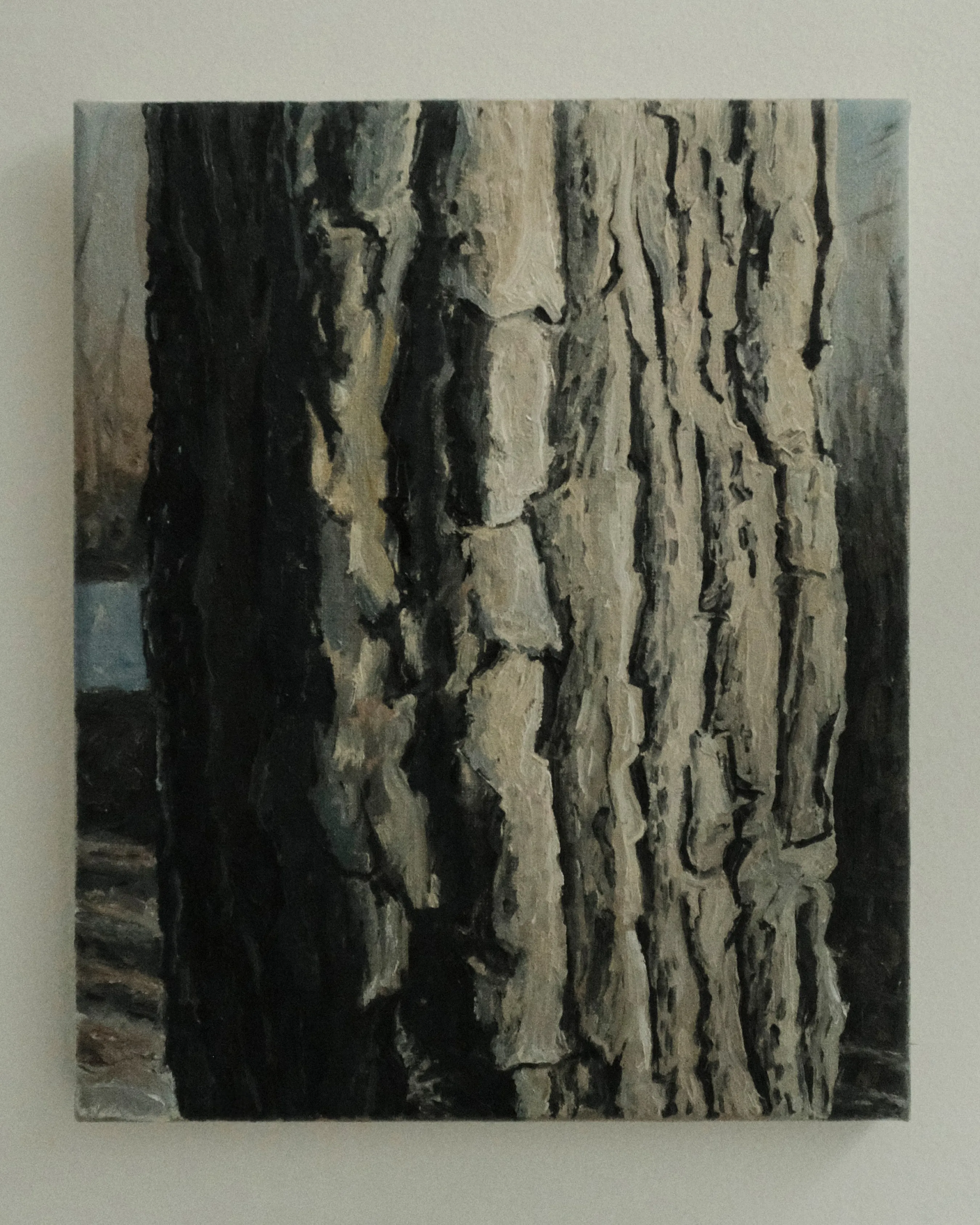 Pin Oak, 2024