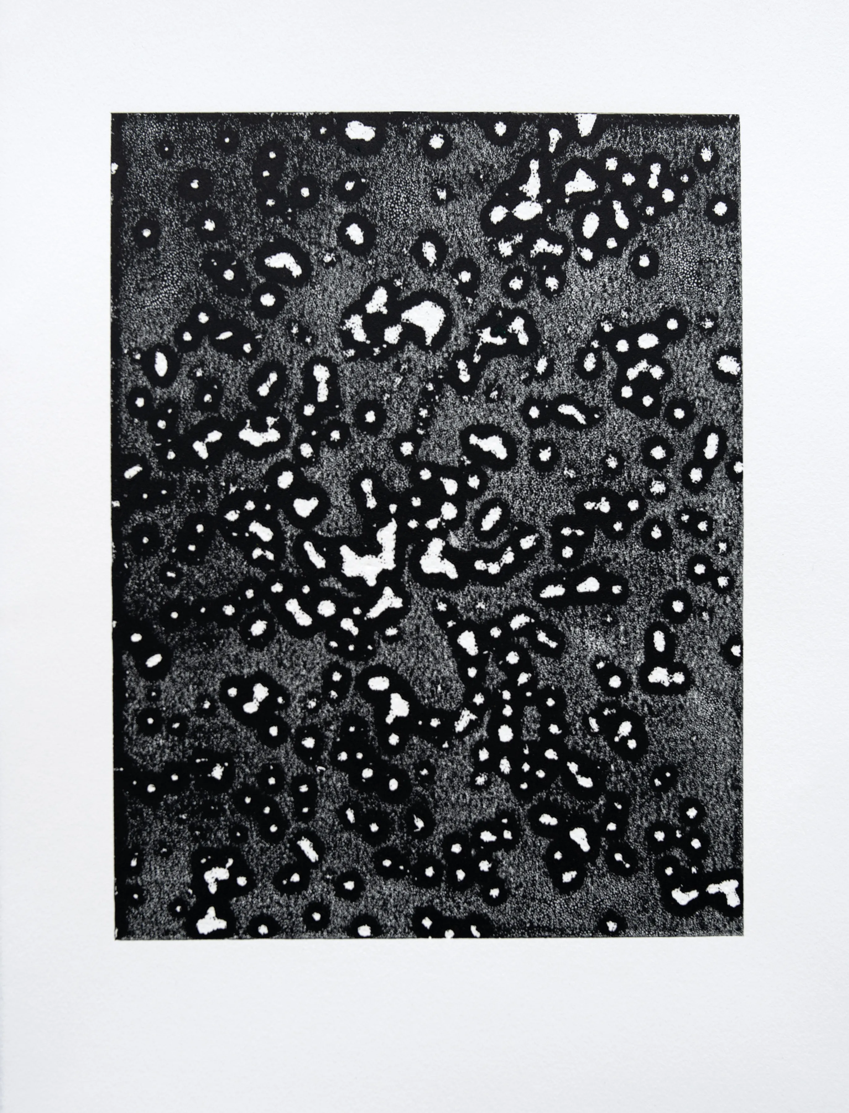 Prairie Seed Print No. 3, 2024