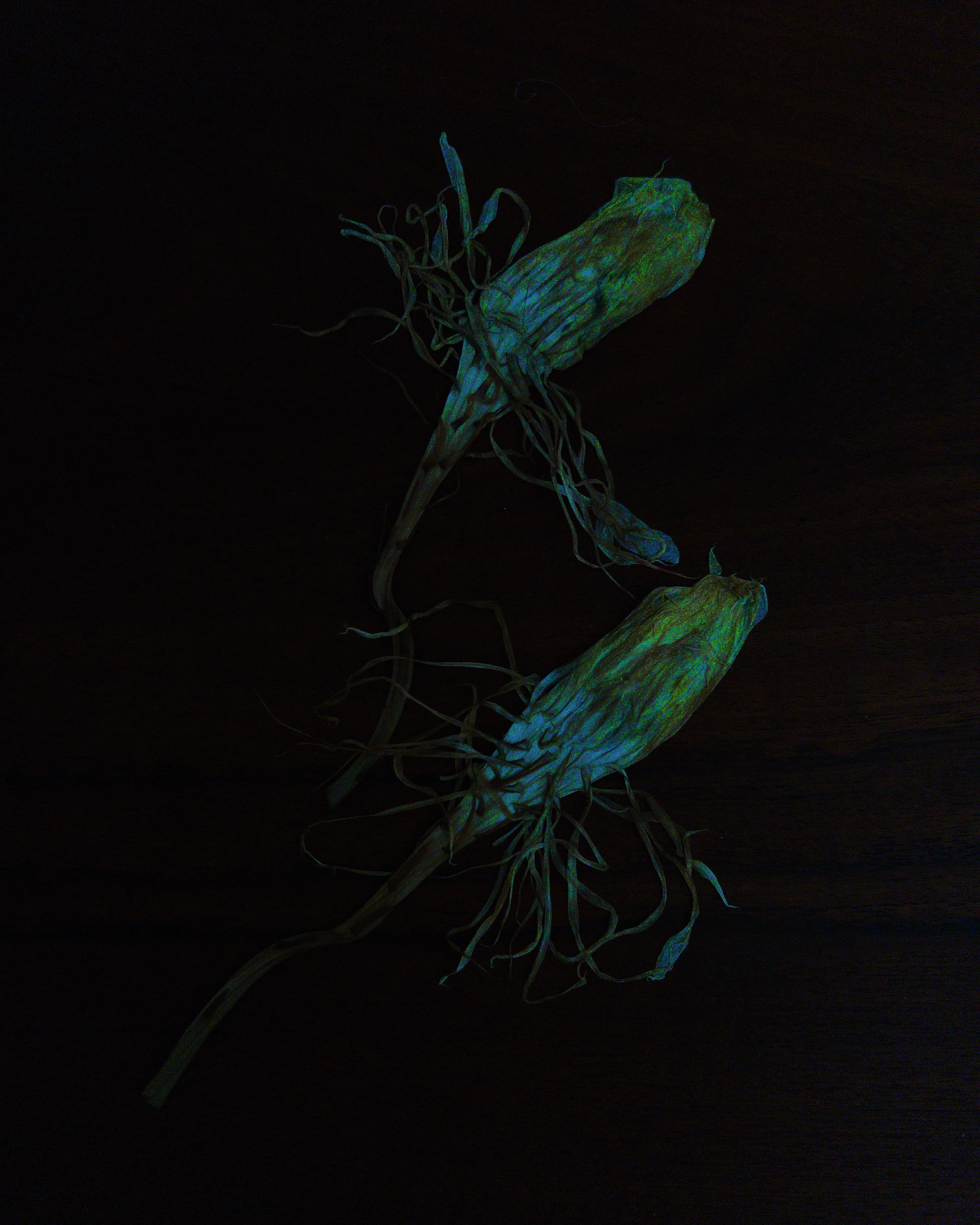 Eye Cheek Jupiter, 2025 (3/5)