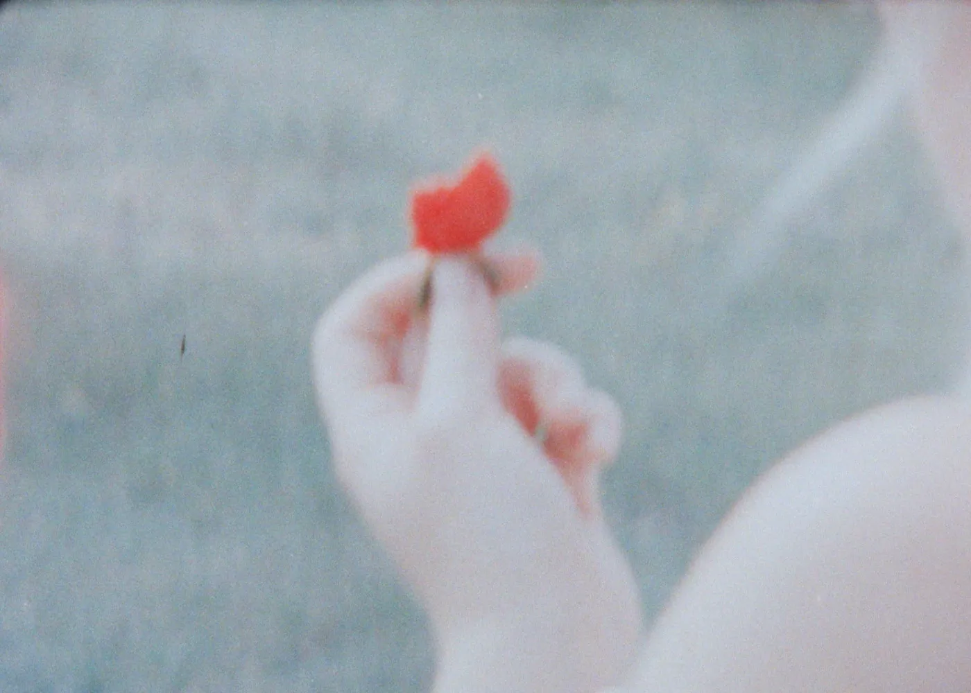 strawberry, 2020